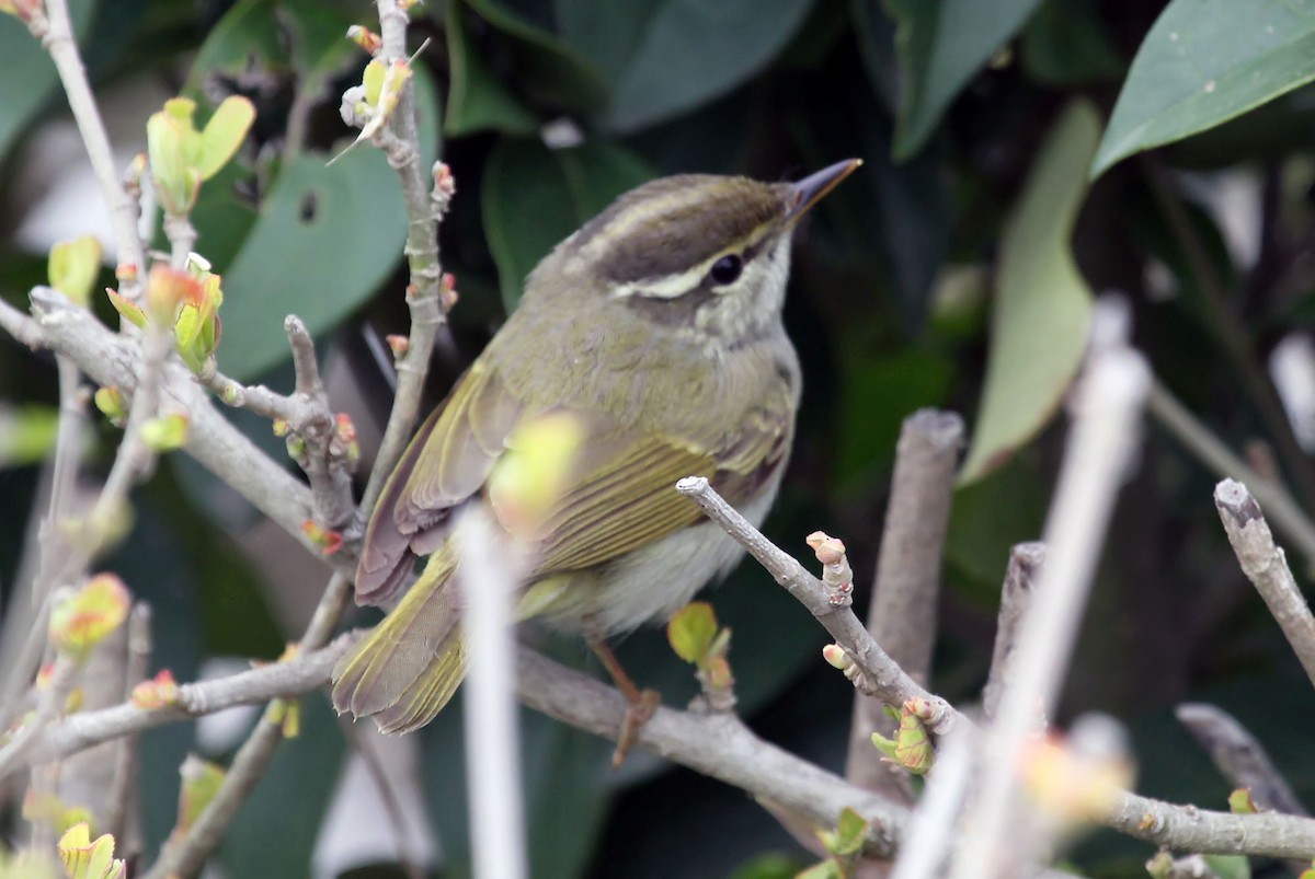 Eastern Crowned Warbler - Phillip Edwards