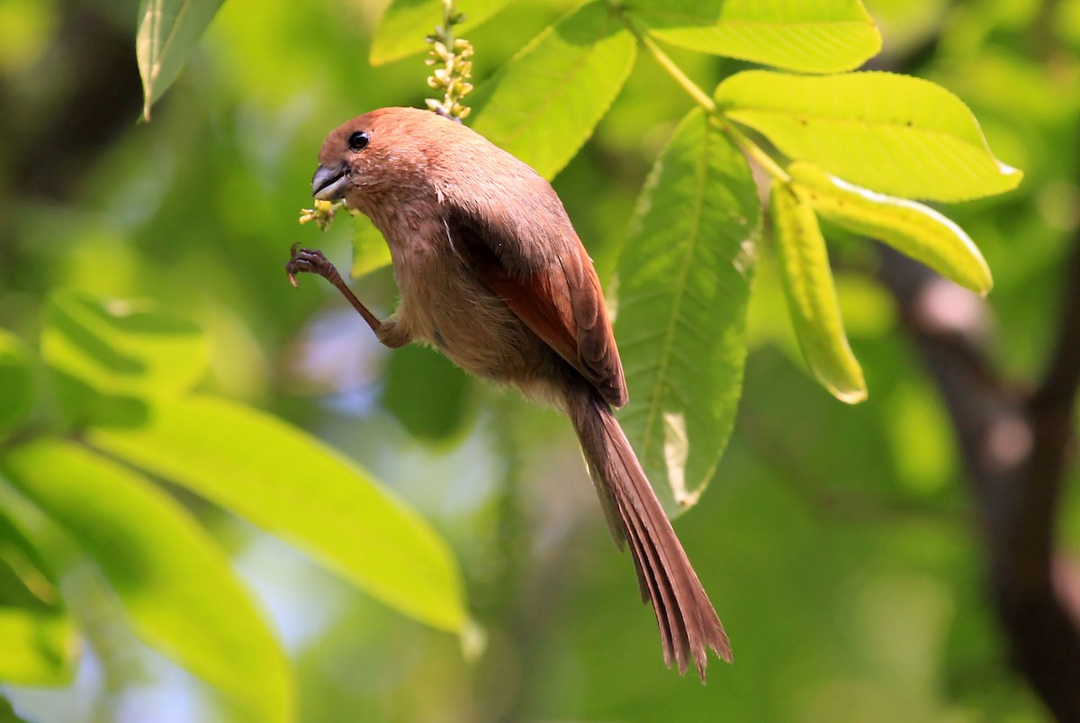 Vinous-throated Parrotbill - Phillip Edwards