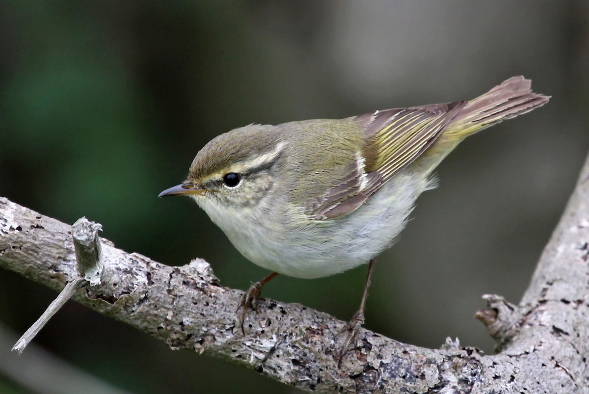 Yellow-browed Warbler - Phillip Edwards