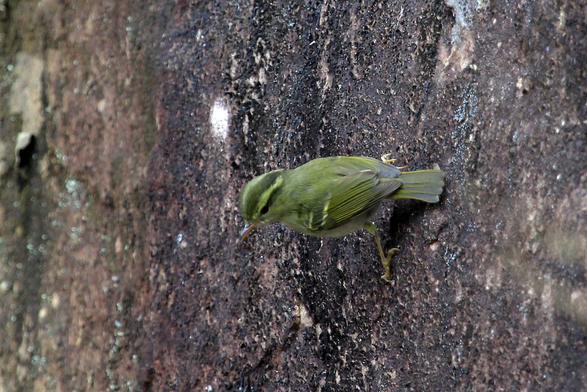 Hartert's Leaf Warbler - ML204857711