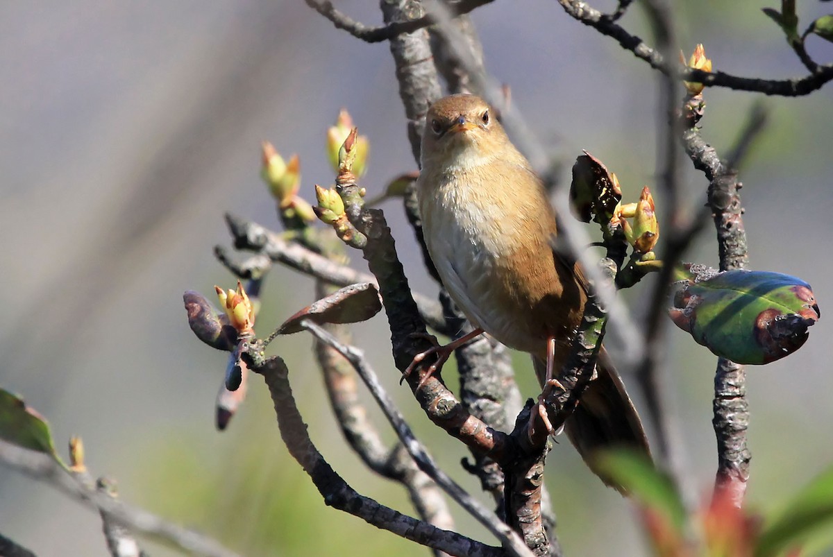 Brown Bush Warbler - ML204857771