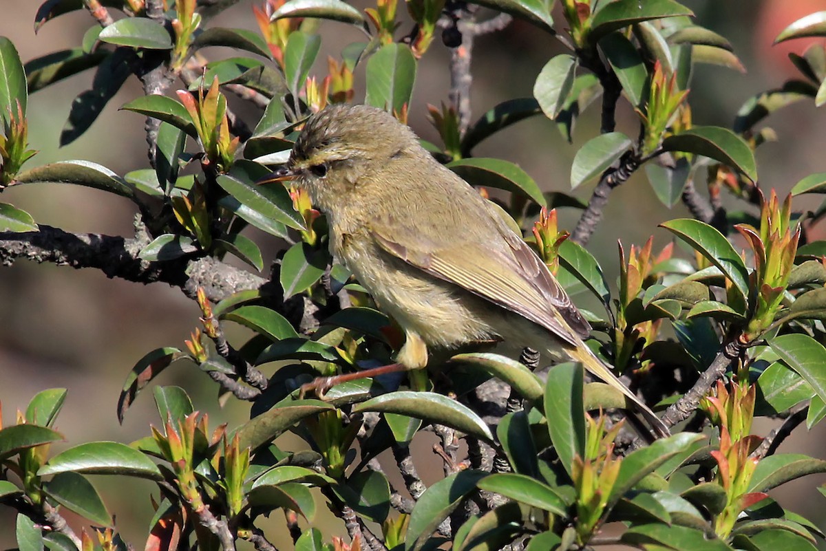 Buff-throated Warbler - ML204857811