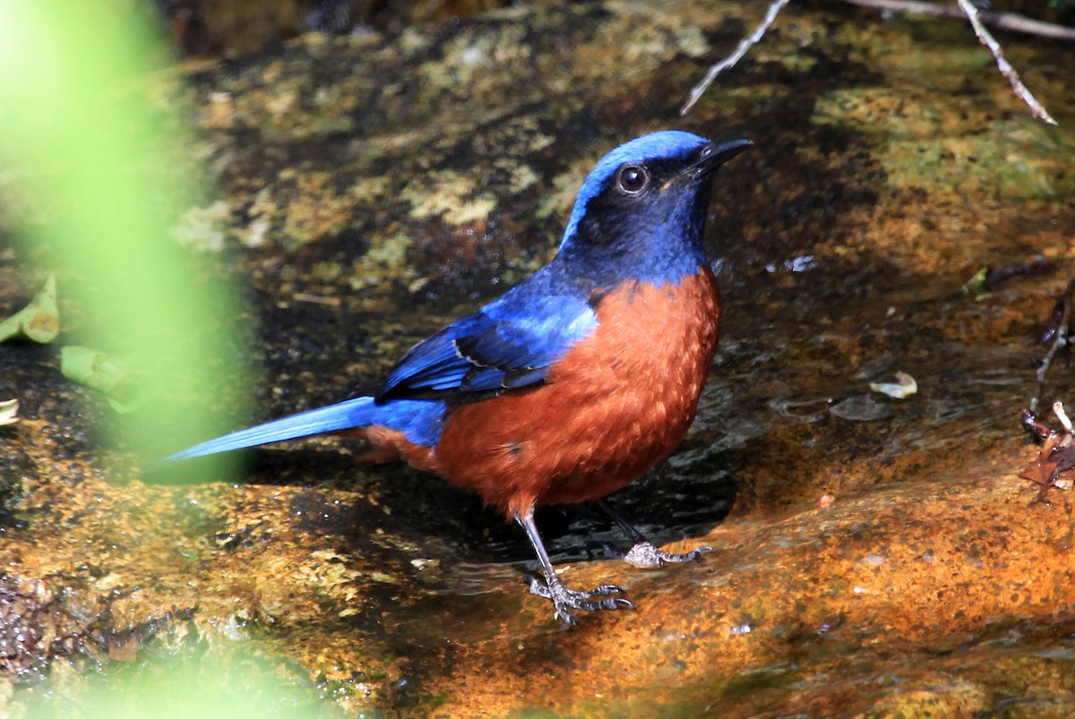 Chestnut-bellied Rock-Thrush - ML204857851