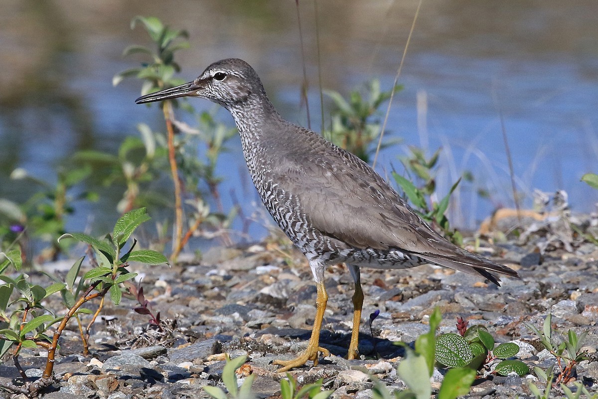 Wandering Tattler - ML204857981