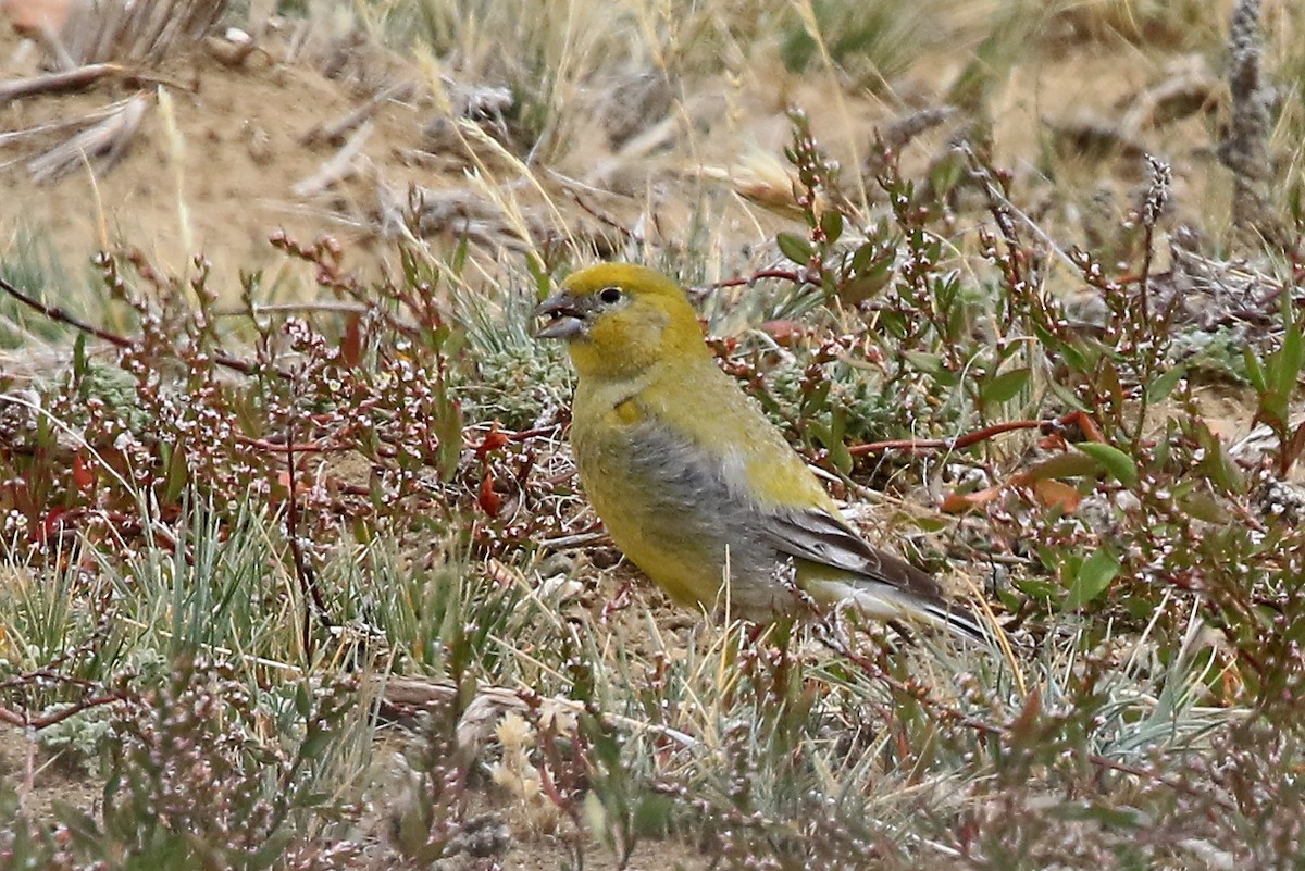 Patagonian Yellow-Finch - ML204858481