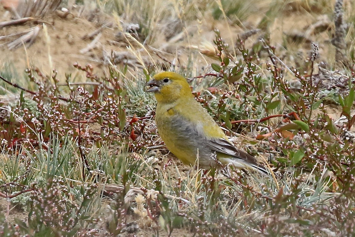 Sicale de Patagonie - ML204858481
