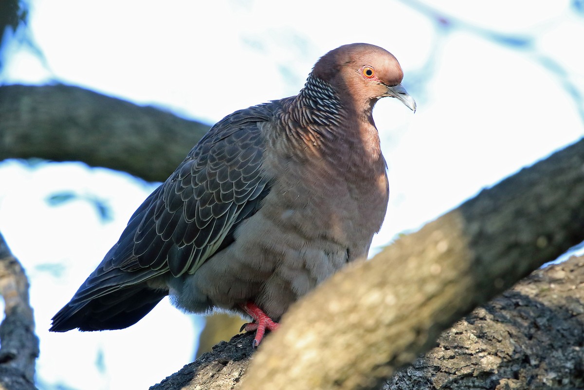 Picazuro Pigeon - ML204858491