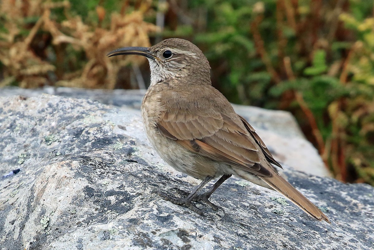 Scale-throated Earthcreeper - ML204858851
