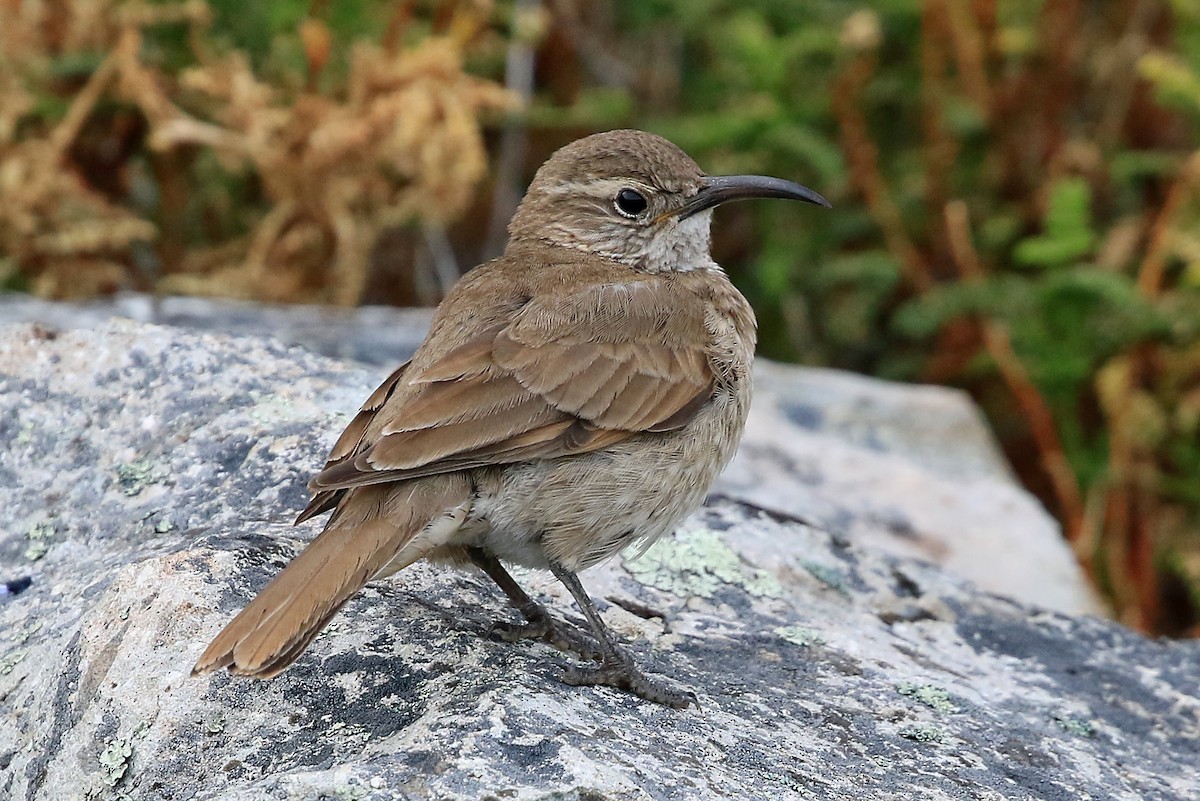Scale-throated Earthcreeper - ML204858861