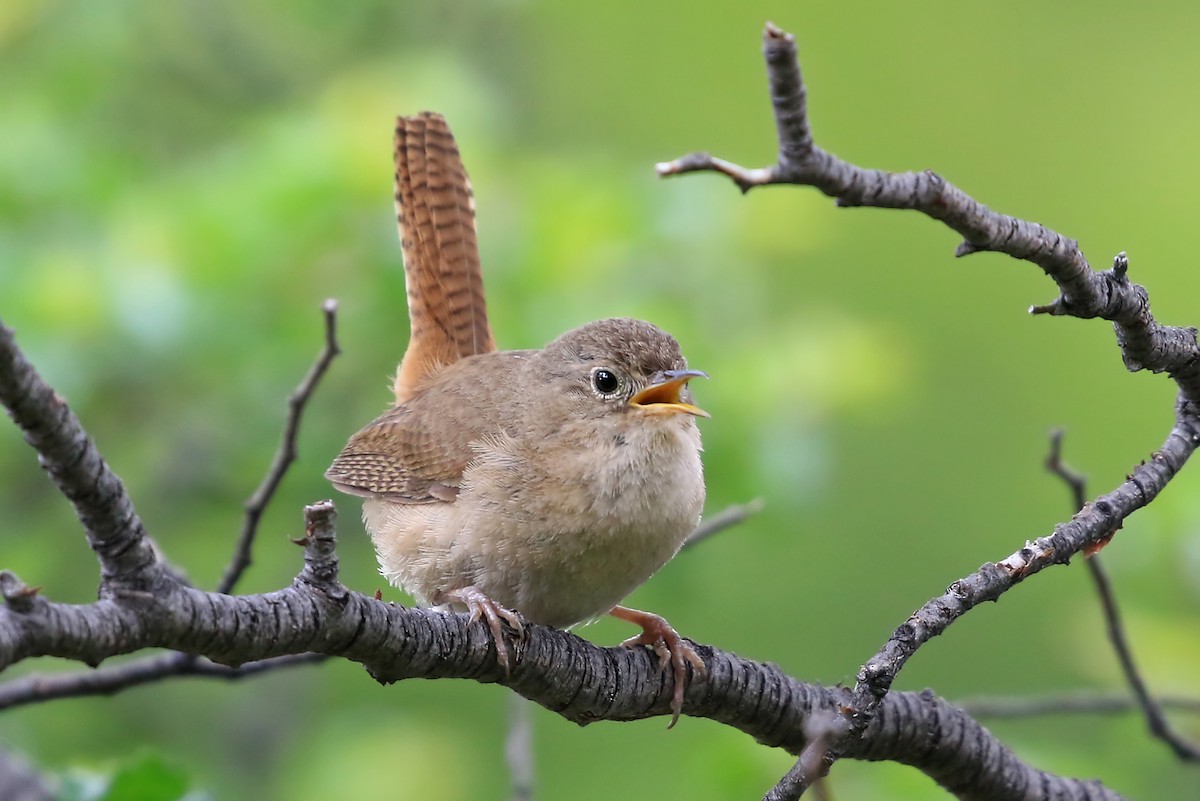 Chochín Criollo (grupo musculus) - ML204858941