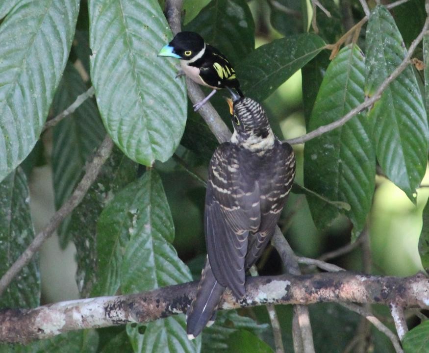 Black-and-yellow Broadbill - Luis Mario Arce