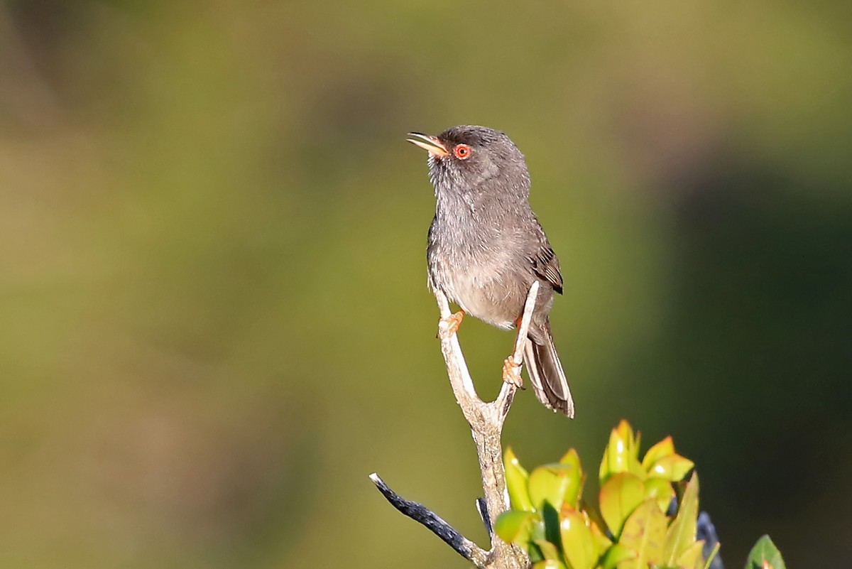 Marmora's Warbler - ML204860071