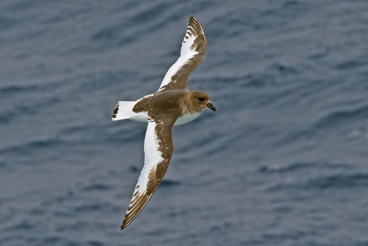 Antarctic Petrel - Phillip Edwards