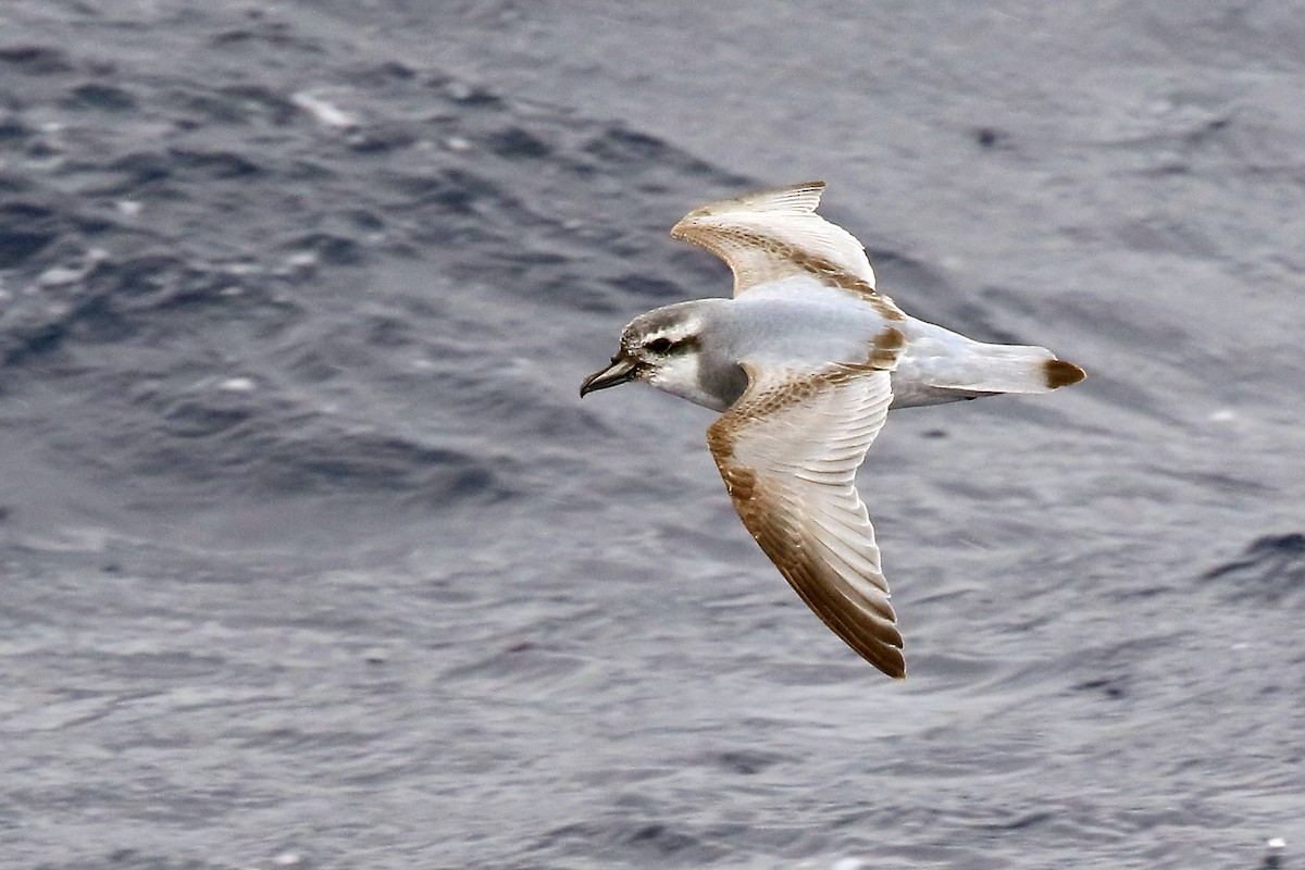 Antarctic Prion - ML204860161