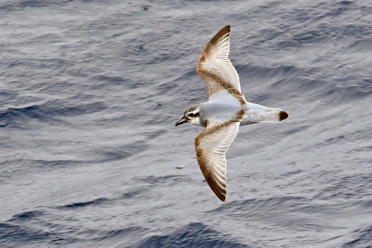 Antarctic Prion - Phillip Edwards