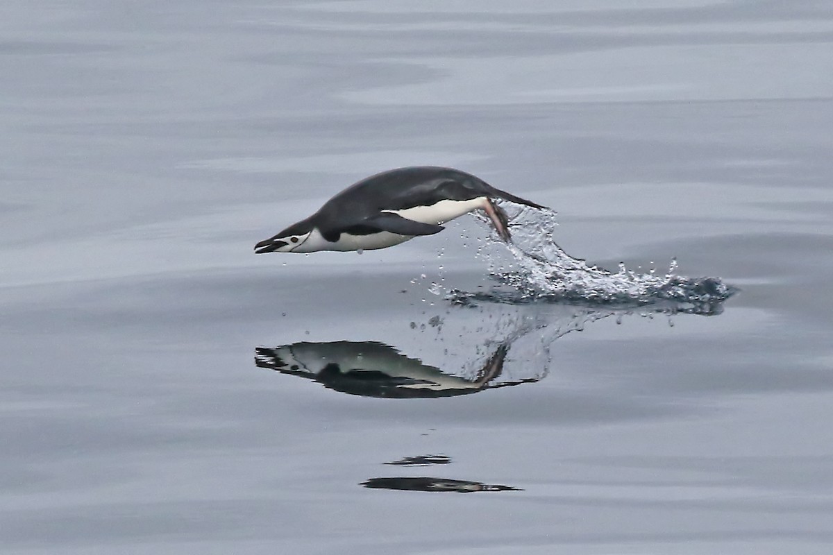 Chinstrap Penguin - ML204860431