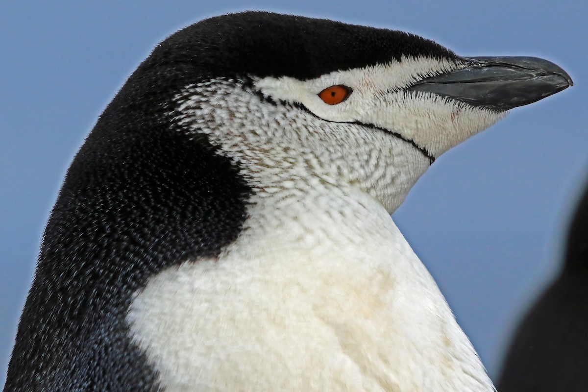 Антарктический пингвин - ML204860441