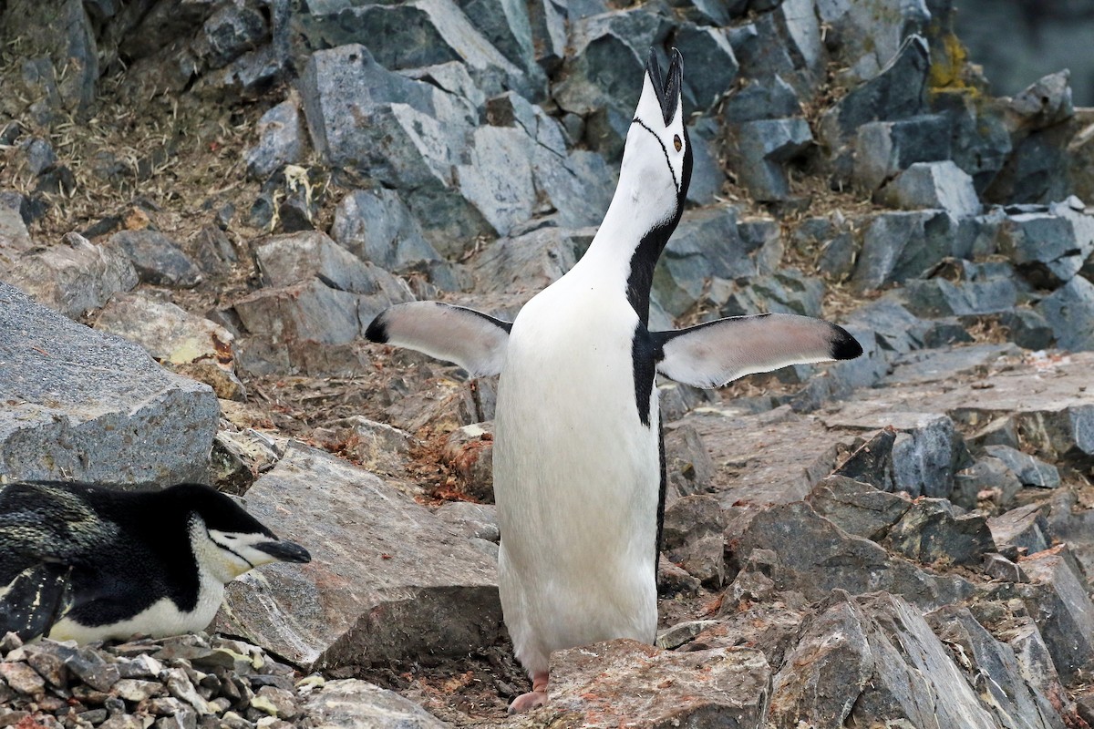 Антарктический пингвин - ML204860461