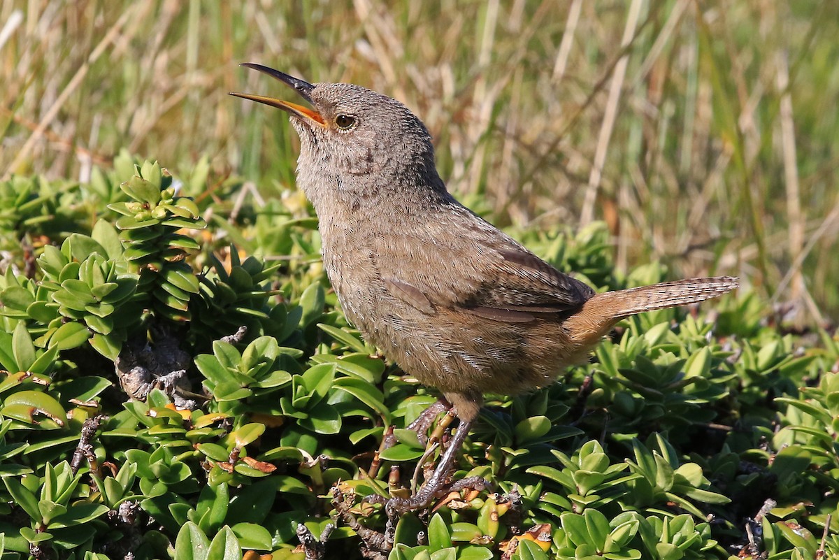 Cobb's Wren - ML204860471