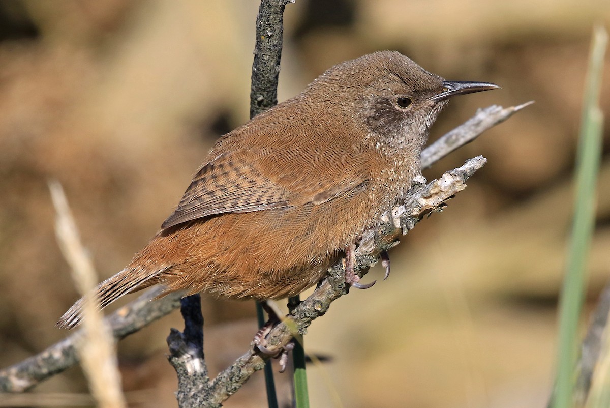 Cobb's Wren - ML204860481