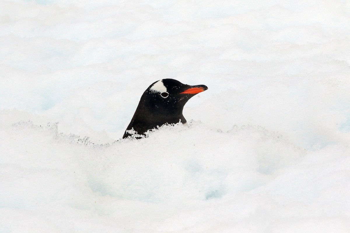 Pingüino Juanito - ML204860601