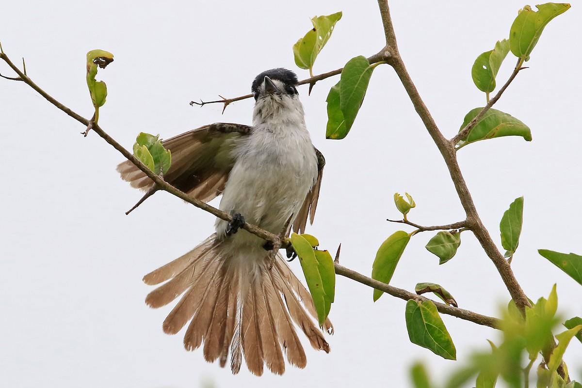 White-naped Xenopsaris - ML204861031