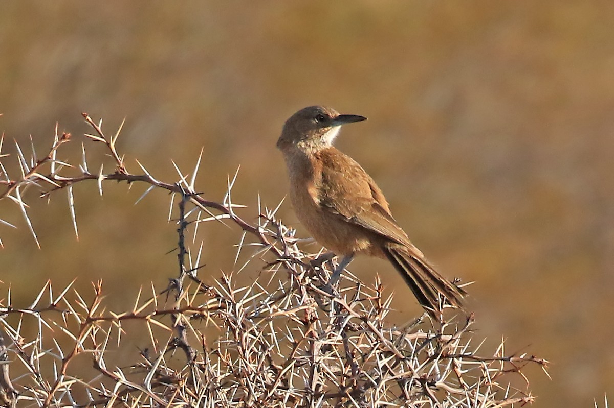 White-throated Cacholote - ML204861041