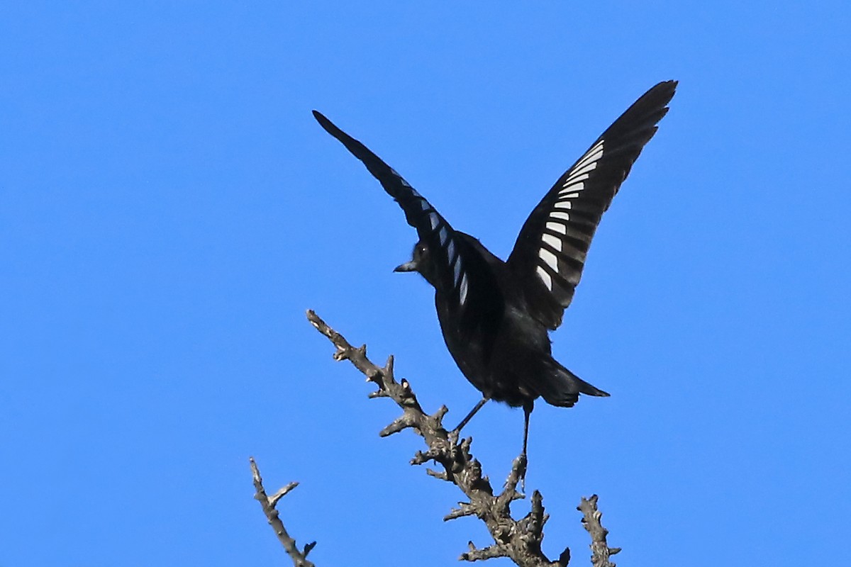 White-winged Black-Tyrant (White-winged) - ML204861111