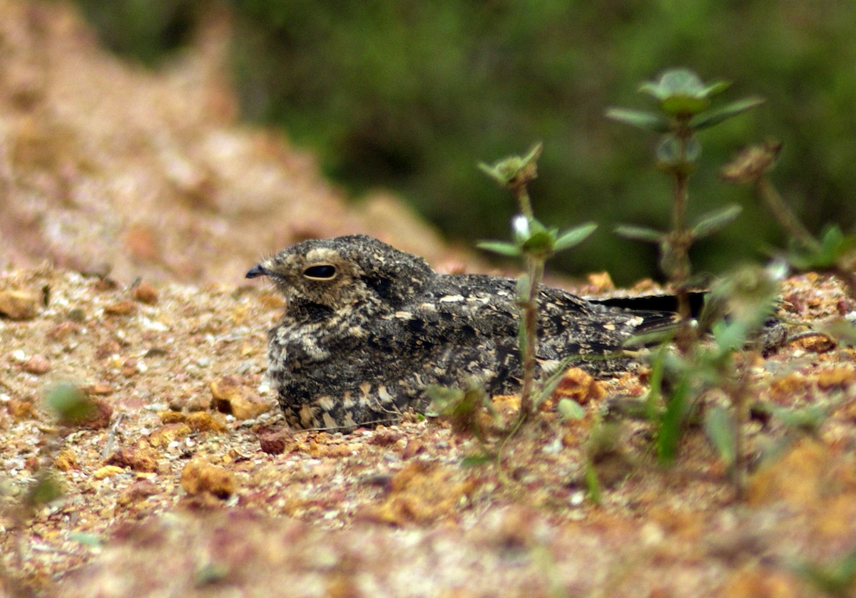 Savanna Nightjar - ML204861241