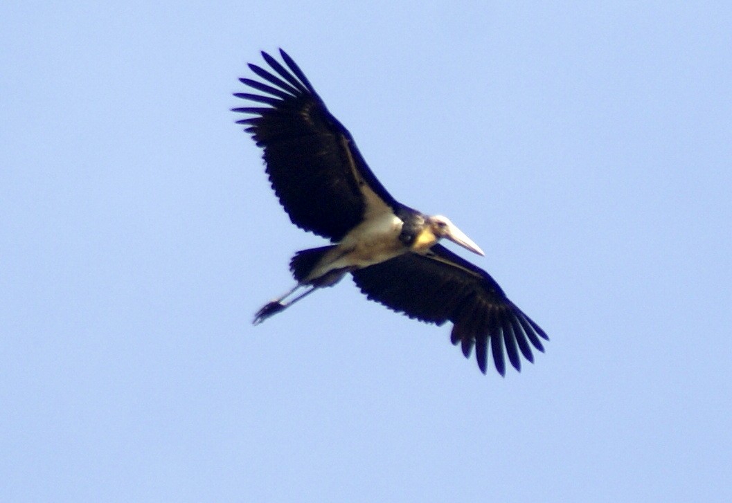 Lesser Adjutant - Duan Ahmad