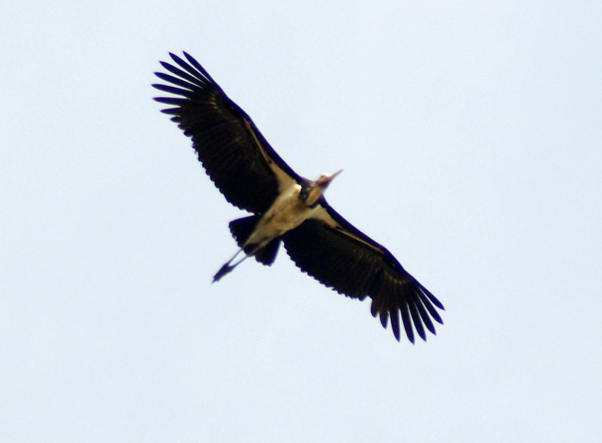 Lesser Adjutant - ML204861261