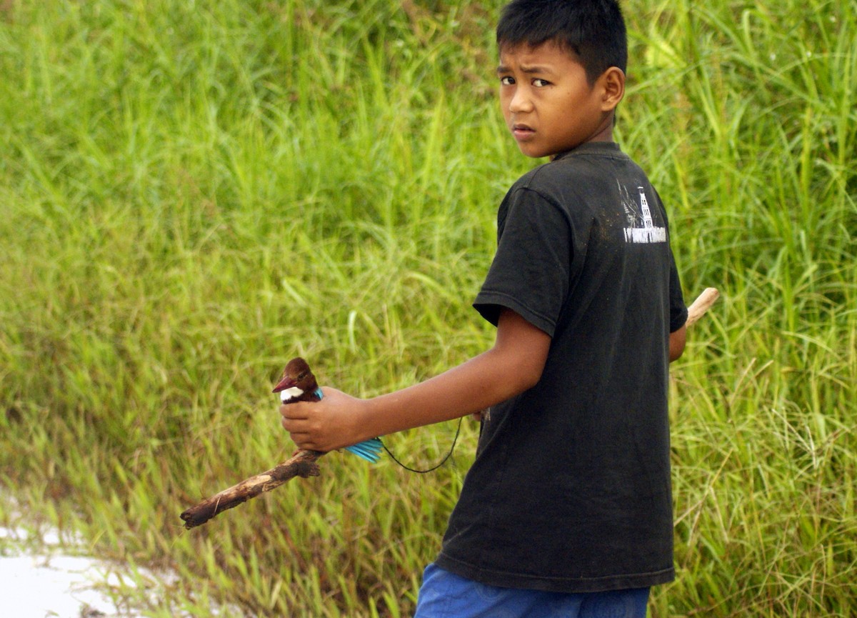 White-throated Kingfisher - ML204861281