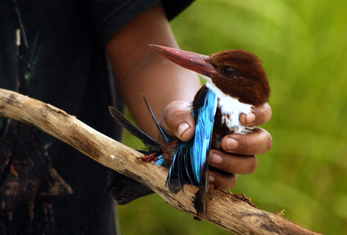 White-throated Kingfisher - ML204861301