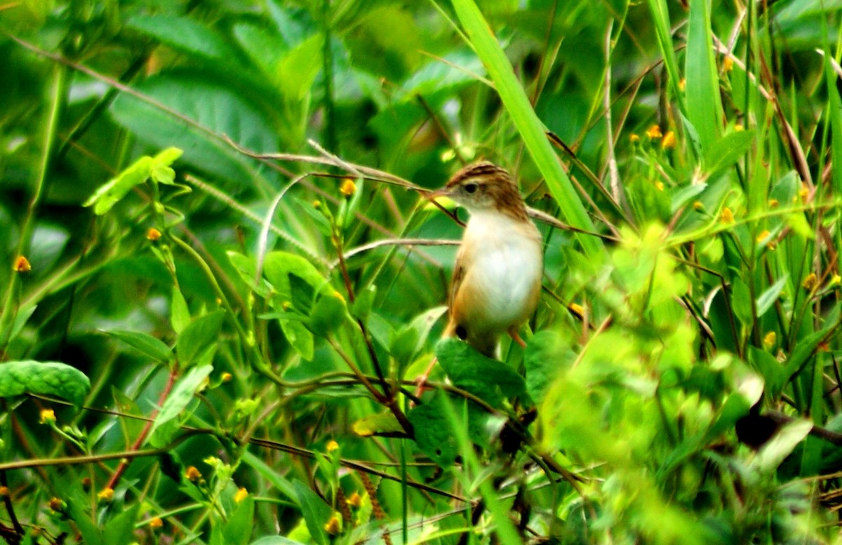 Zitting Cisticola - ML204861331