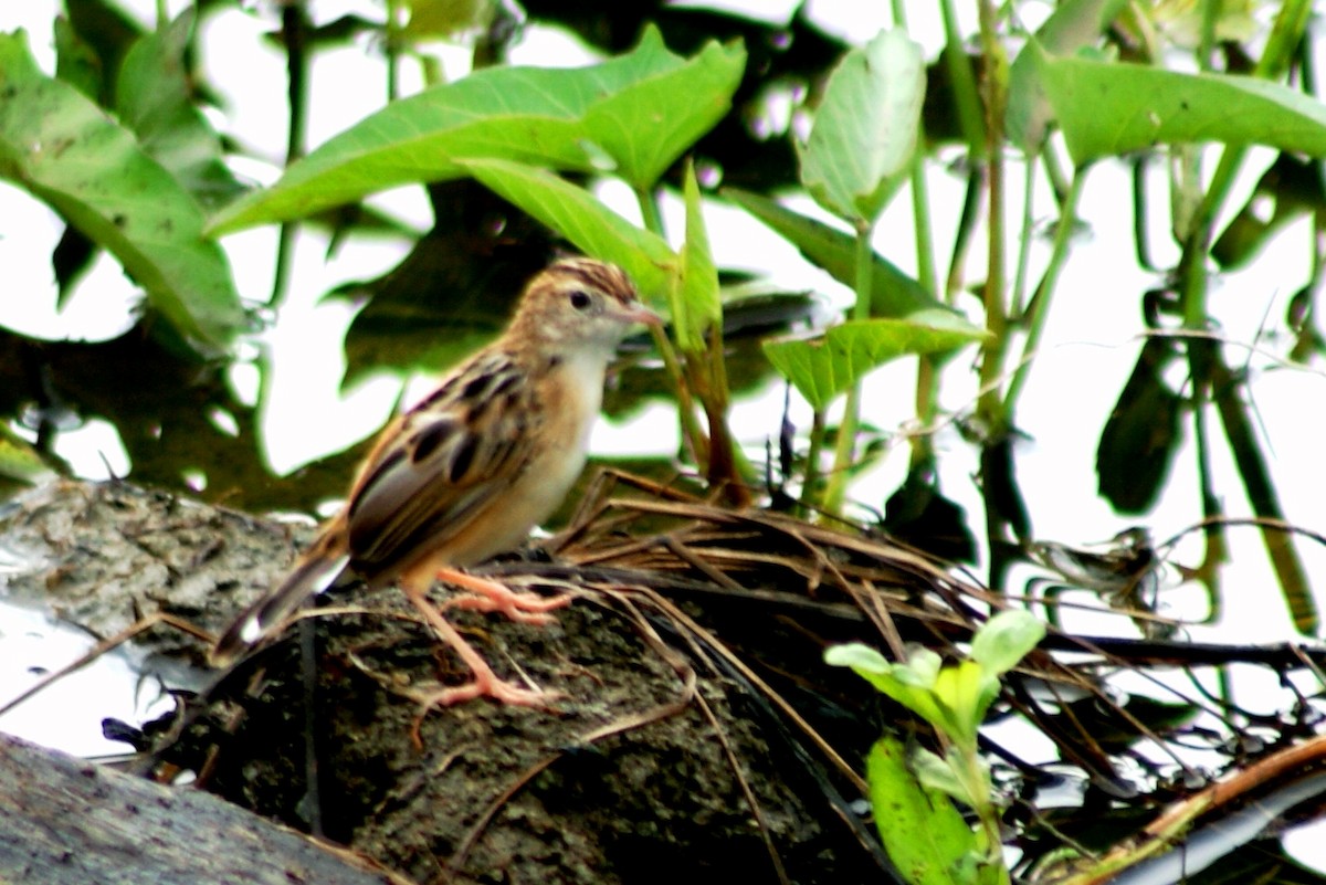 Zitting Cisticola - ML204861341