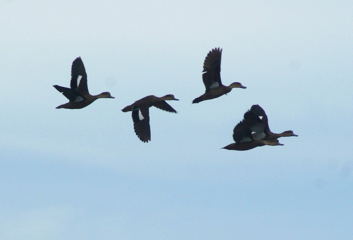 Sunda Teal - ML204861371