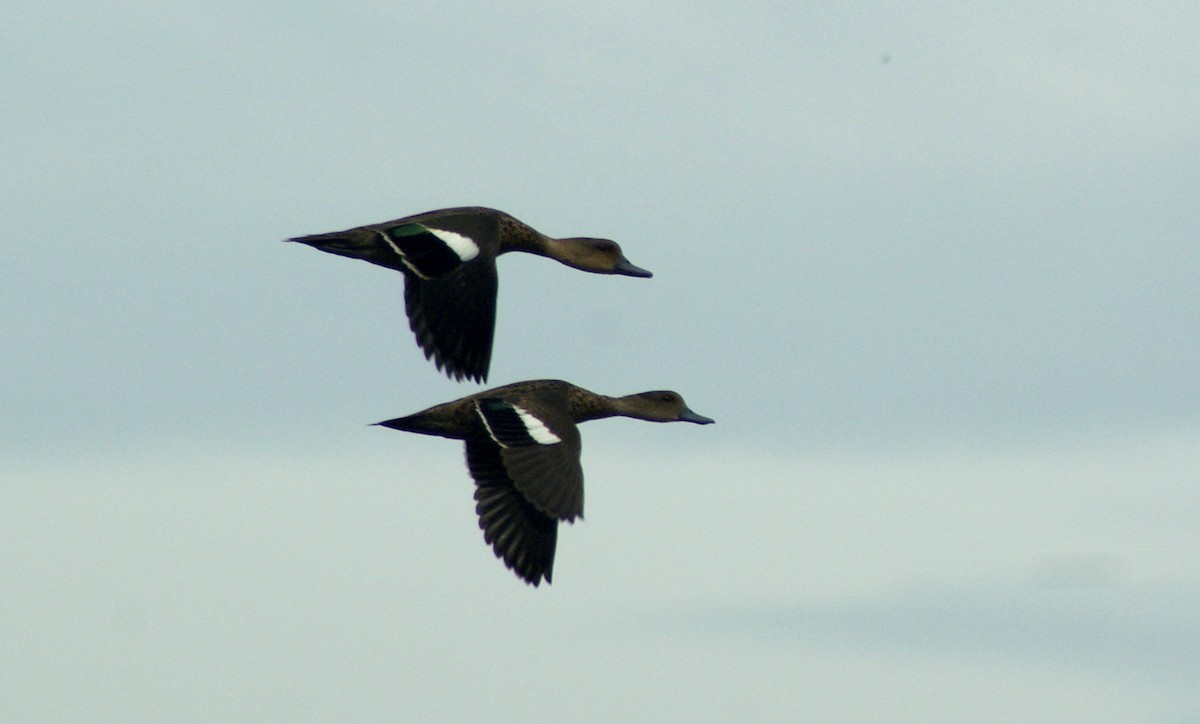 Sunda Teal - ML204861381