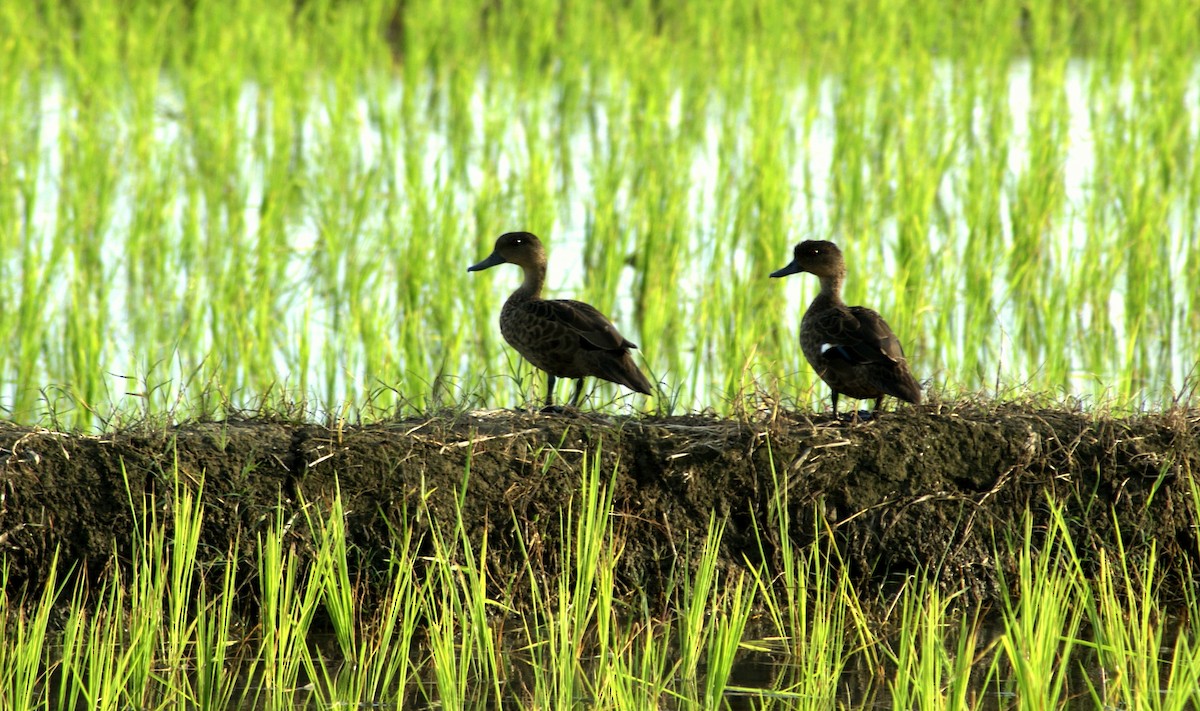 Sunda Teal - ML204861401