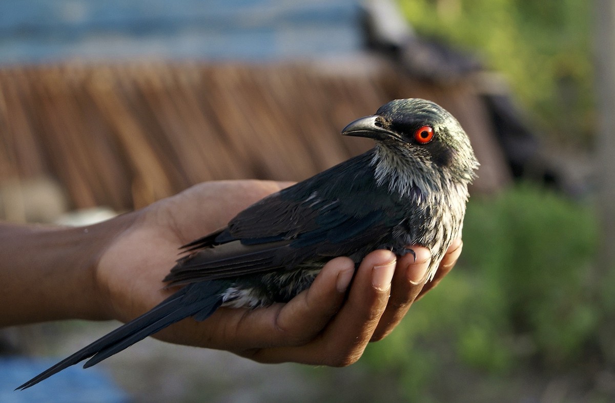 Metallic Starling - ML204861411