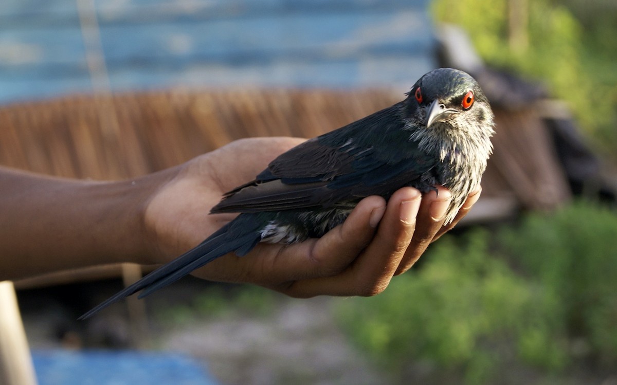 Metallic Starling - ML204861421