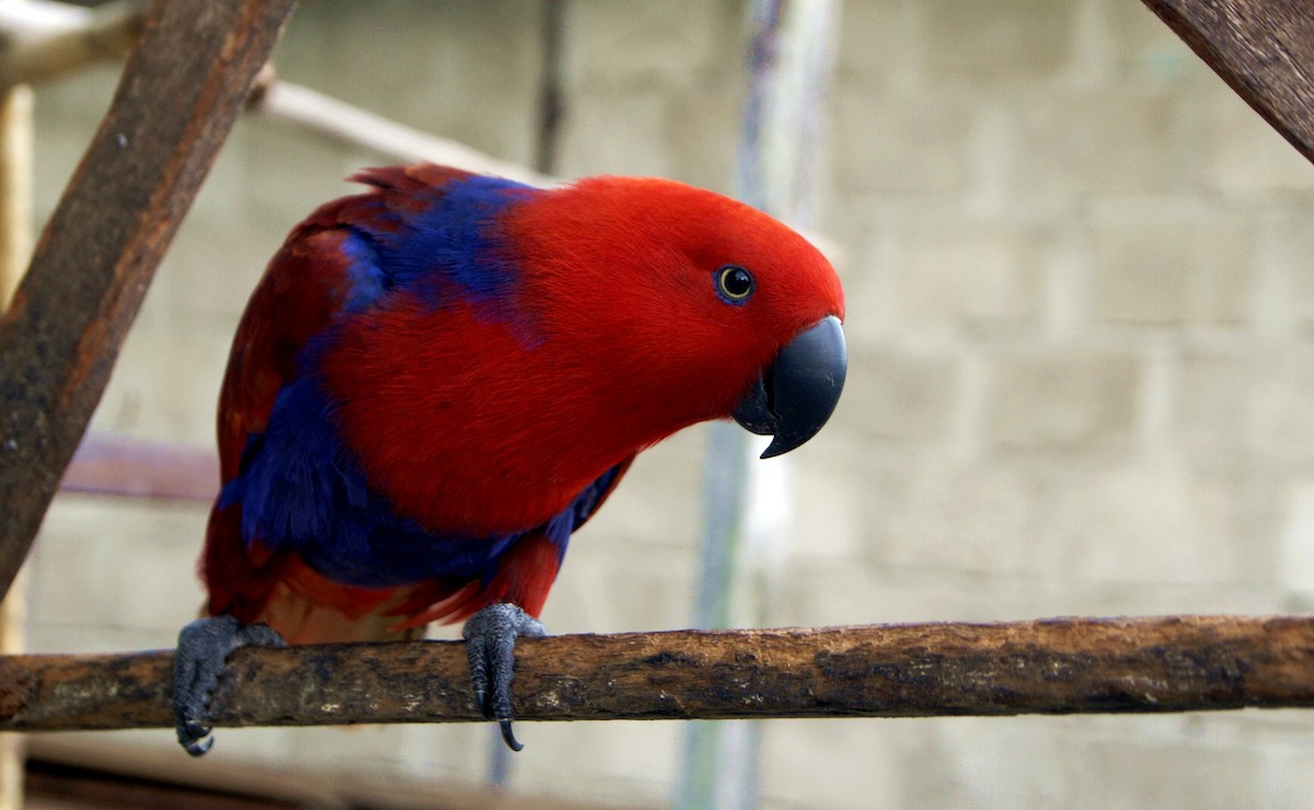 Papua Eklektus Papağanı - ML204861431