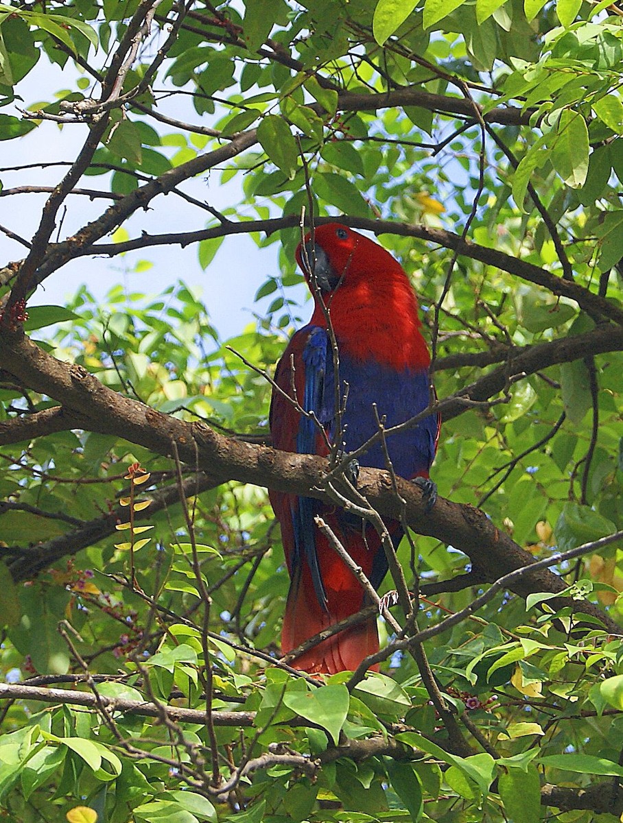 Loro Ecléctico de Nueva Guinea - ML204861441