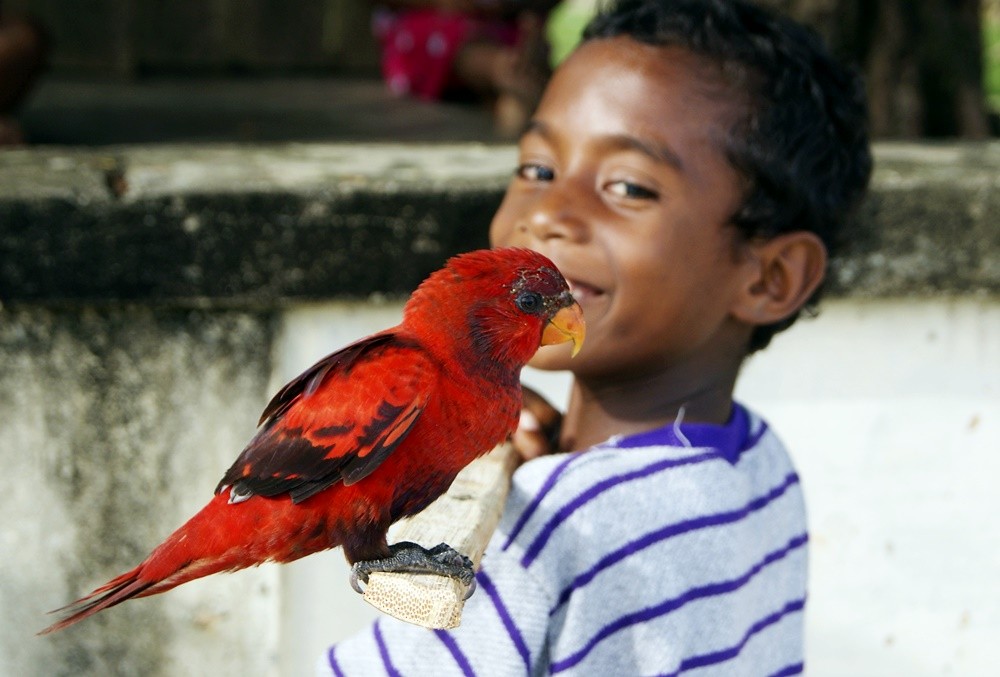 Violet-necked Lory - ML204861451