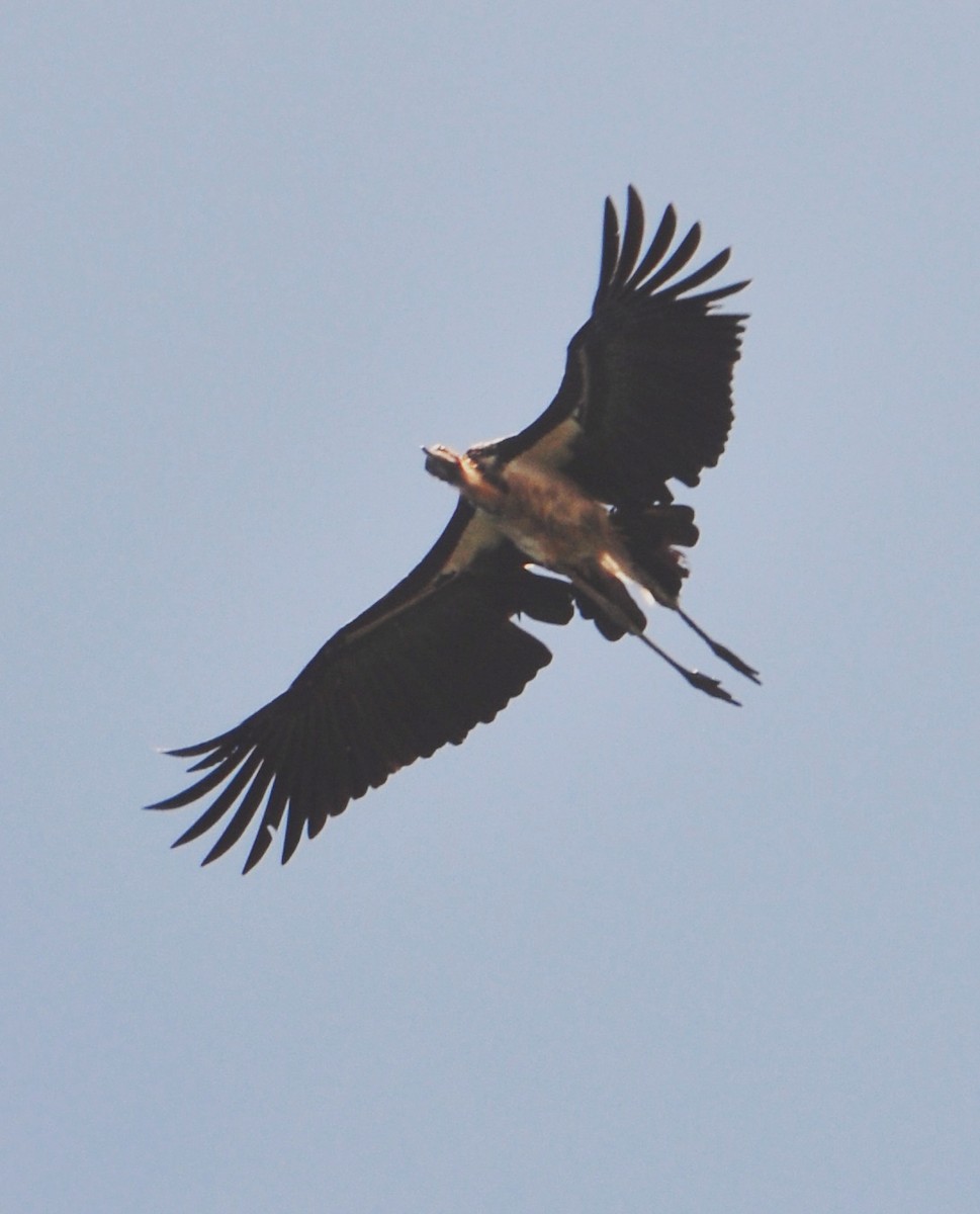 Lesser Adjutant - ML204861471