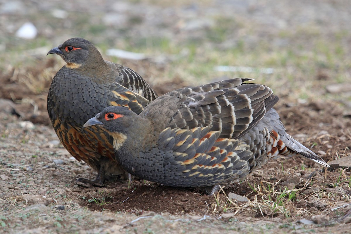 Buff-throated Monal-Partridge - Phillip Edwards