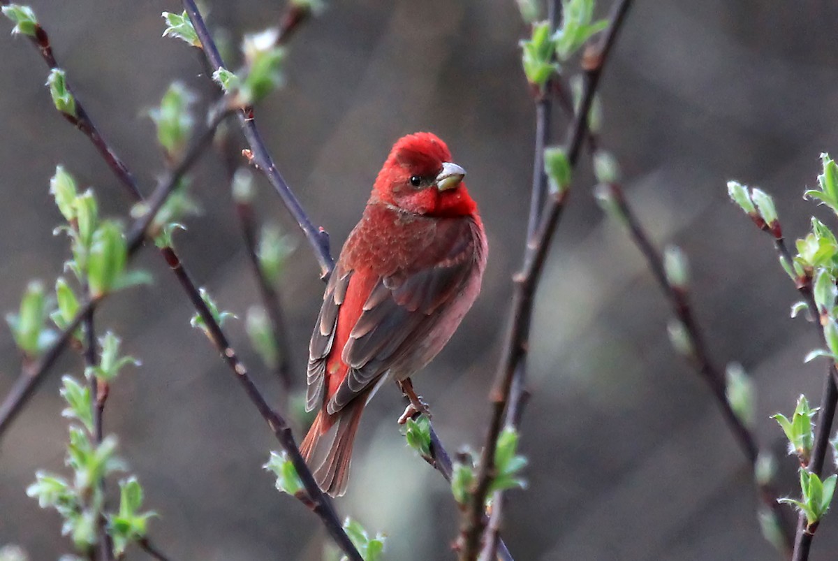 Common Rosefinch - ML204861851