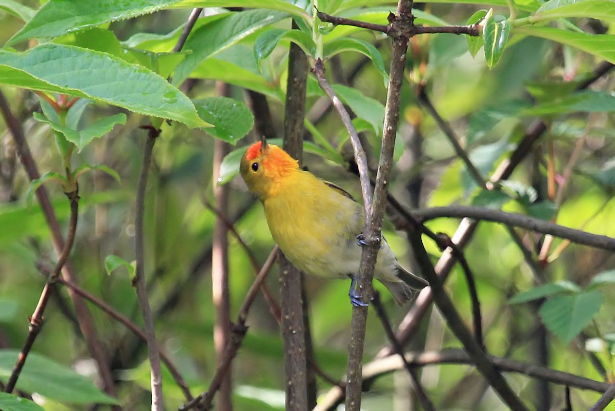 Fire-capped Tit - Phillip Edwards