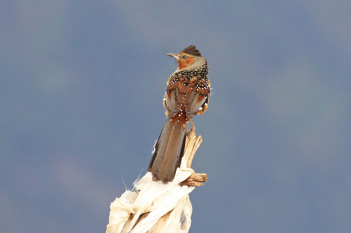 Giant Laughingthrush - Phillip Edwards