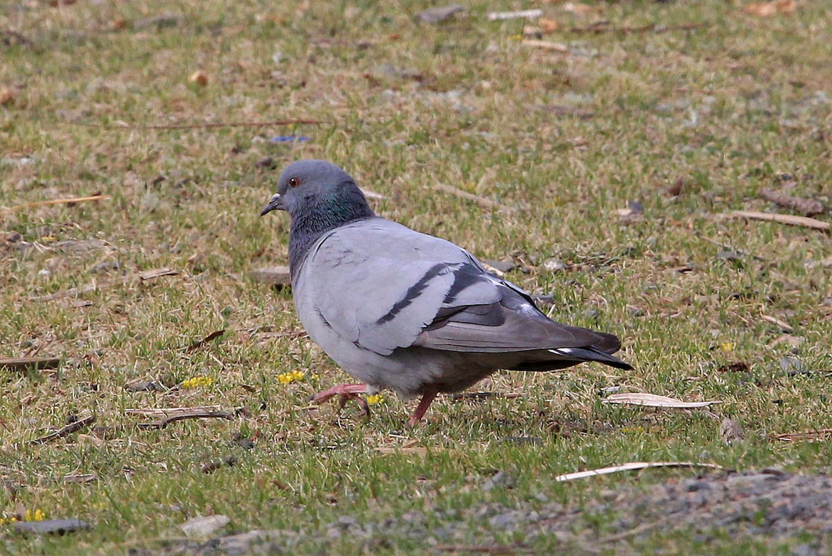 Pigeon des rochers - ML204862001