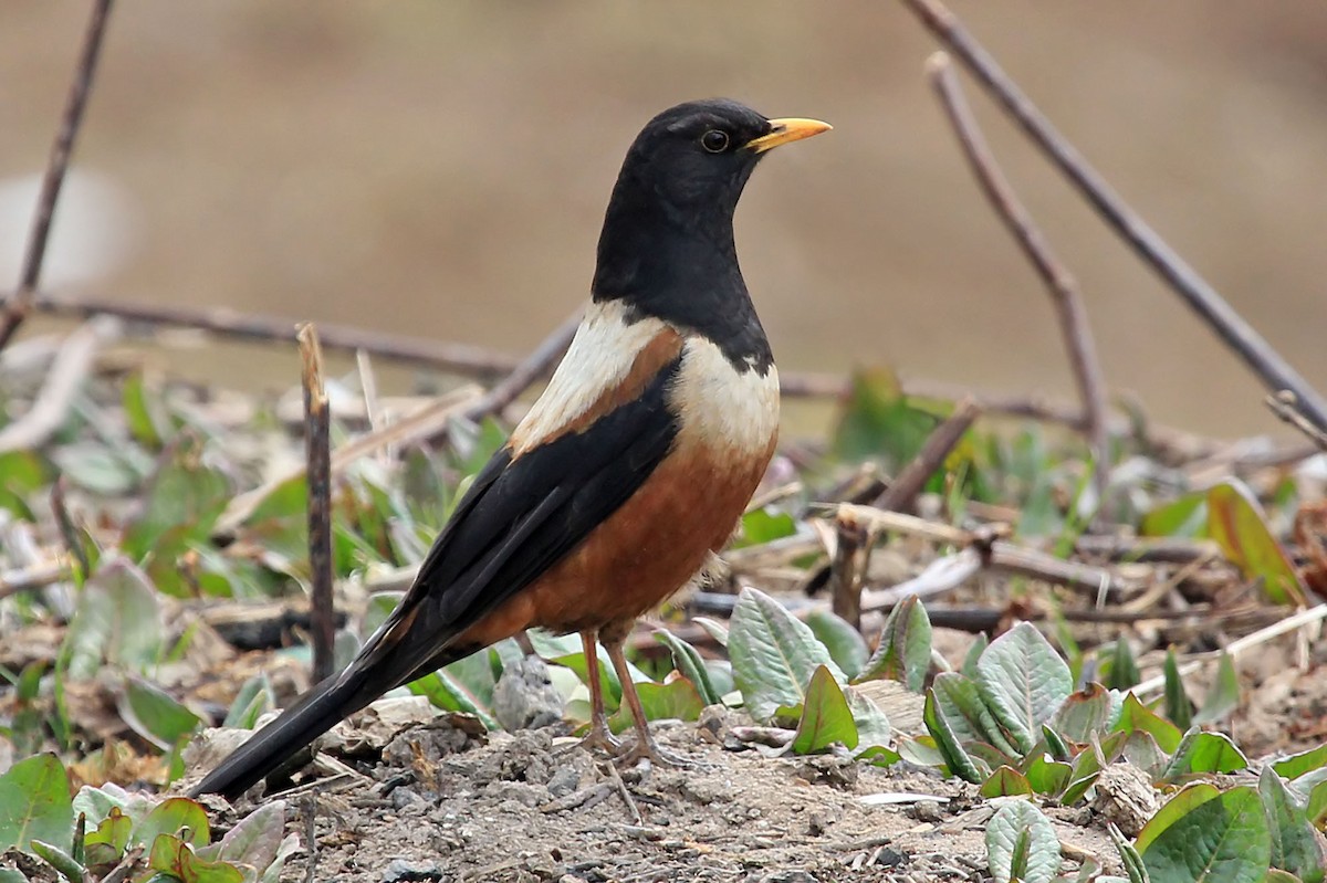 White-backed Thrush - ML204862051